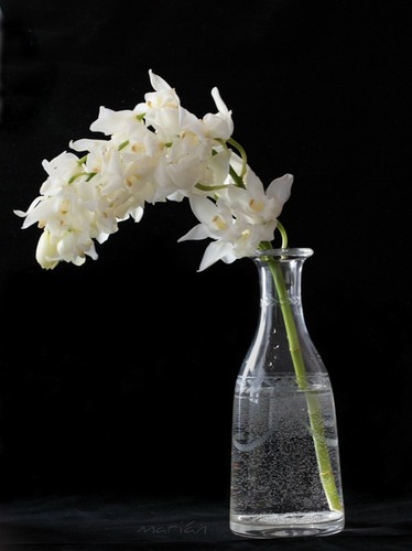 Orquideas_blancas