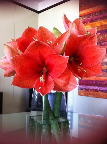 Amaryllis_rojo