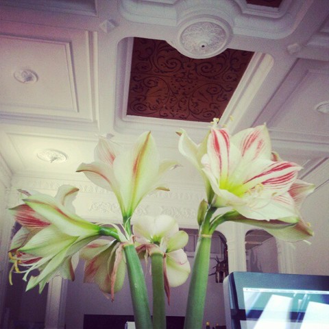 Amaryllis-dia-4