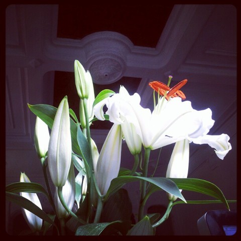 Liliums
