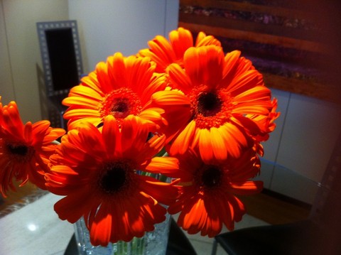 Gerberas_naranjas